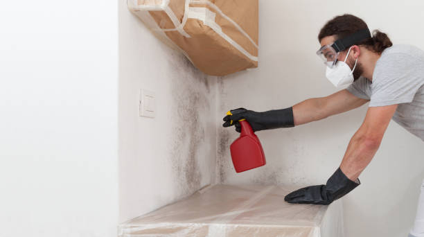 Professional Basement Mold Removal technician working in Danville, VA