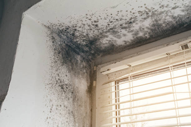 Affordable Basement Mold Removal solutions in Danville, VA