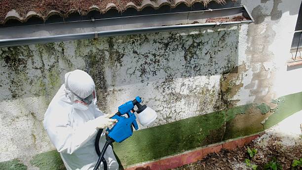 Top rated local Basement Mold Removal specialists in Danville, VA